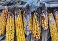 Corn cobs are affected by fusarium - the causative agent of Fusarium moniliforme Royalty Free Stock Photo