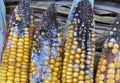 Corn cobs are affected by fusarium - the causative agent of Fusarium moniliforme Royalty Free Stock Photo