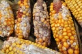 Corn cobs are affected by fusarium - the causative agent of Fusarium moniliforme Royalty Free Stock Photo