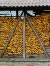 Corn cobs in the barn Royalty Free Stock Photo