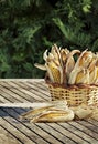Corn cobs in basket Royalty Free Stock Photo