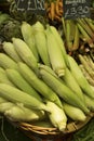 Corn cobs in basket