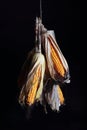 Corn cobs on black background Royalty Free Stock Photo