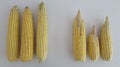 Corn cobs comparison deficiency of zinc or boron