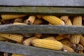 Corn cobs drying for animal food Royalty Free Stock Photo