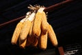 Corn cobs drying outdoors, China Royalty Free Stock Photo