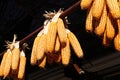 Corn cobs drying outdoors in the sun Royalty Free Stock Photo