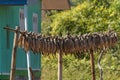 Corn cobs drying in the sun, Pan Pet, Myanmar Royalty Free Stock Photo