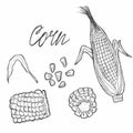 Corn cobs, grain, vector sketch illustration. Cereal agriculture, hand drawn isolated design elements Royalty Free Stock Photo