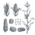 Corn cobs, grain, vector sketch illustration. Cereal agriculture, hand drawn isolated design elements Royalty Free Stock Photo