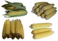 Corn cobs.