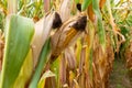 Corn cobs growing in a field in rural Portugal. Close up. Royalty Free Stock Photo