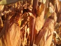 Corn cobs growing. Grain drying under the sun of Spain. Cereal close-up. European agriculture, EU. Royalty Free Stock Photo