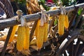 Corn cobs hanging Royalty Free Stock Photo