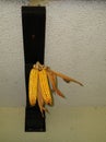 The Corn Cobs hanging Royalty Free Stock Photo