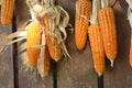 Corn cobs hanging on wooden wall of barn to dry out. Royalty Free Stock Photo