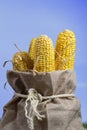Corn cobs after harvesting . Royalty Free Stock Photo