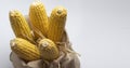 Corn cobs after harvesting . Royalty Free Stock Photo