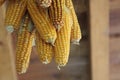 Corn cobs hung to dry for cattle feed.