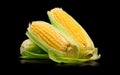 Corn cobs isolated on black background. Fresh raw organic sweetcorn closeup. Hot corn on the cob