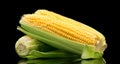 Corn cobs isolated on black background. Fresh raw organic sweetcorn closeup. Hot corn on the cob Royalty Free Stock Photo