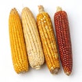 Corn cobs on transparent background Royalty Free Stock Photo