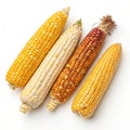 Corn cobs on transparent background Royalty Free Stock Photo