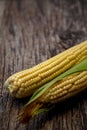 Corn cobs lie on a wooden table. Ripe corn lies on a textured old table. Royalty Free Stock Photo