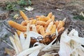 Corn cobs lying in a basket Royalty Free Stock Photo
