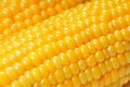 Corn cobs macro Royalty Free Stock Photo