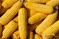 Corn cobs. Maize seed. Royalty Free Stock Photo