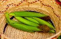 Corn cobs, maize in the wicker backet Royalty Free Stock Photo