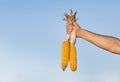 Corn cobs in male hand Royalty Free Stock Photo