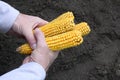 Corn cobs in male hands Royalty Free Stock Photo