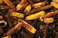 Corn cobs milled as animal feed. Waste from the end of corn shelling process Royalty Free Stock Photo