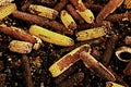 Corn cobs milled as animal feed. Waste from the end of corn shelling process Royalty Free Stock Photo