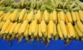 Corn cobs on the open food market. Ripe harvest.