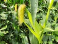 Corn cobs in the plant. Royalty Free Stock Photo