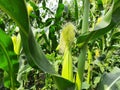 Corn cobs in the plant. Royalty Free Stock Photo