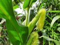 Corn cobs in the plant. Royalty Free Stock Photo