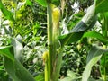 Corn cobs in the plant. Royalty Free Stock Photo