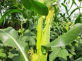 Corn cobs in the plant. Royalty Free Stock Photo