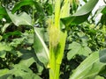 Corn cobs in the plant. Royalty Free Stock Photo