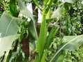 Corn cobs in the plant. Royalty Free Stock Photo