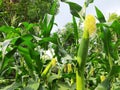 Corn cobs in the plant. Royalty Free Stock Photo