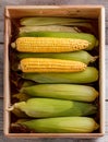 Corn cobs Royalty Free Stock Photo