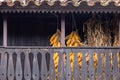 Corn cobs in typical Asturian horreo. Spain Royalty Free Stock Photo
