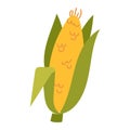 Corn cobs vector illustration. Royalty Free Stock Photo