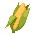 Corn cobs vector illustration. Royalty Free Stock Photo