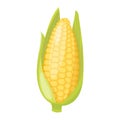 Corn cobs vector illustration. Royalty Free Stock Photo